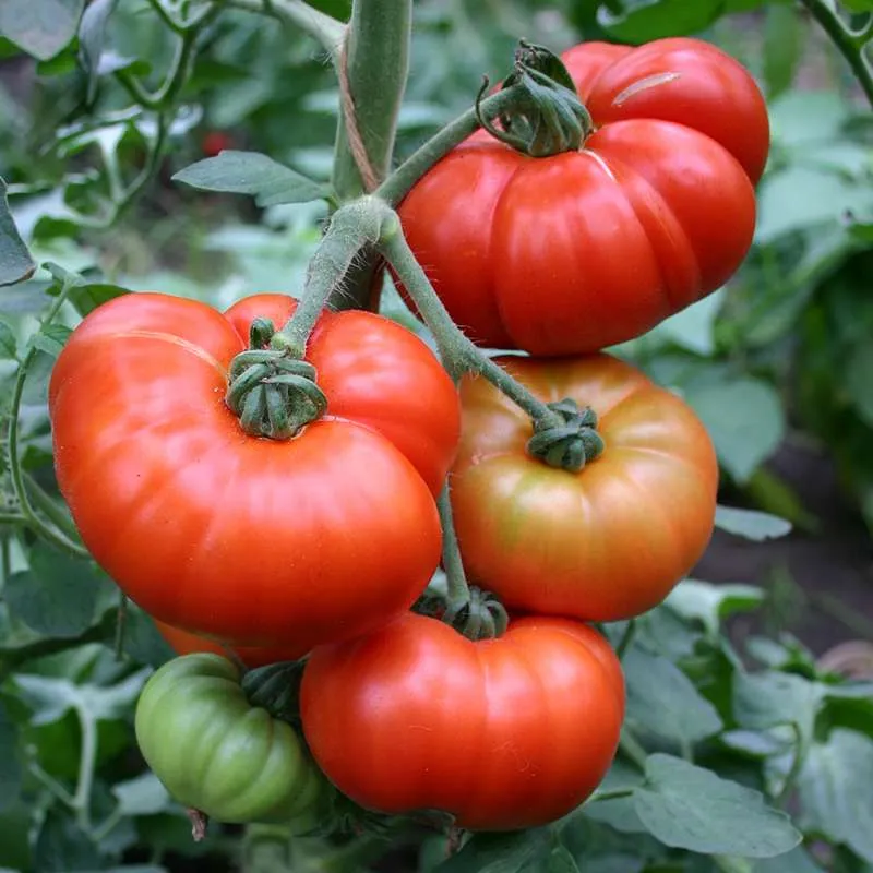Marmande Tomato Seeds – Heirloom Variety for Juicy & Flavorful Harvests