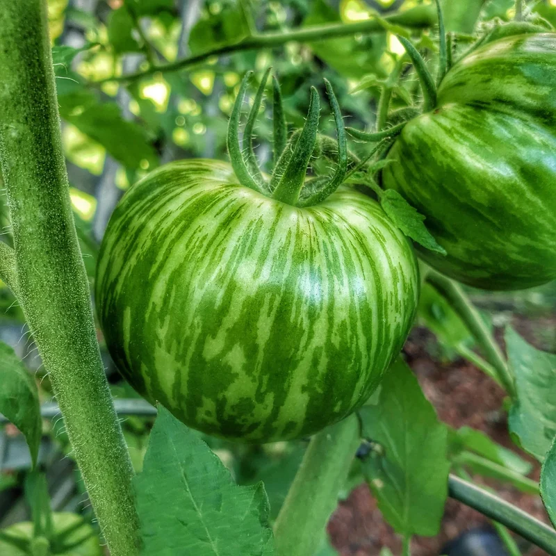 Green Zebra Tomato Seeds – Heirloom, Striped, Tangy & Sweet