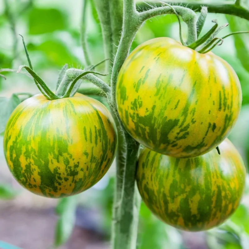 Green Zebra Tomato Seeds – Heirloom, Striped, Tangy & Sweet