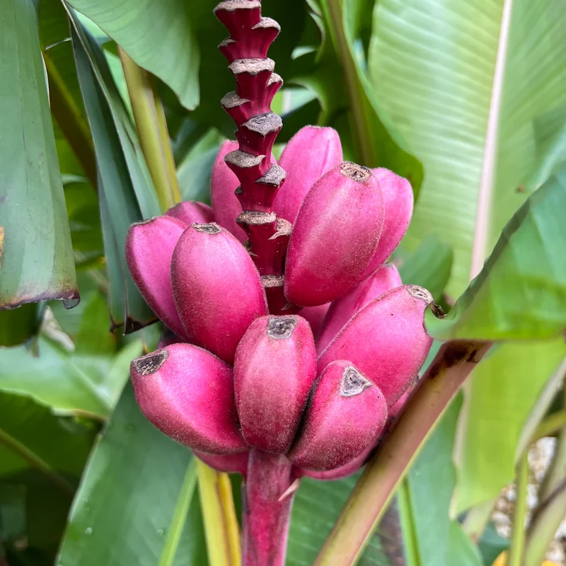 Dwarf Pink Banana Fruit Tree Seeds