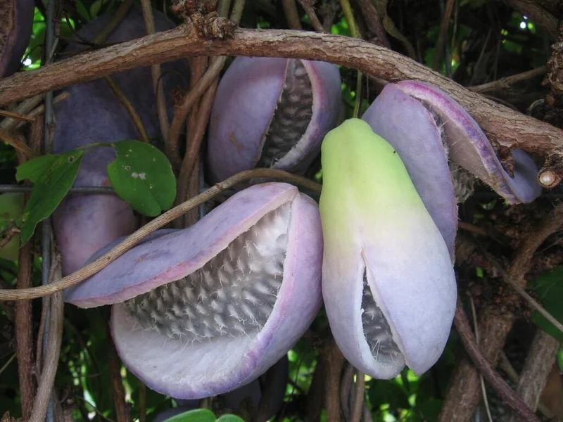 Bulk Chocolate Vine Seeds