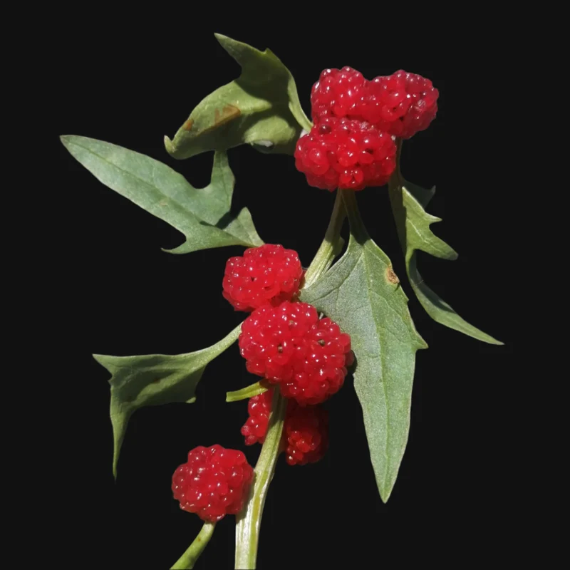 Strawberry Sticks Spinach Fruit Seeds