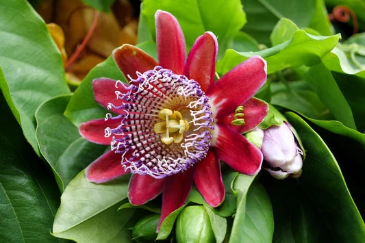 Giant Granadilla Passion Flower Seeds – Fast Growing Tropical Vine
