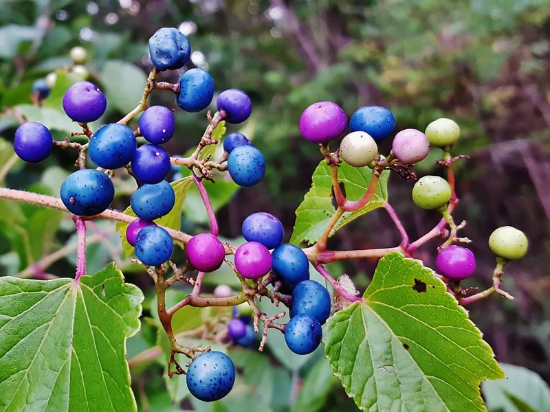 Variegated Porcelain Berry Vine Seeds