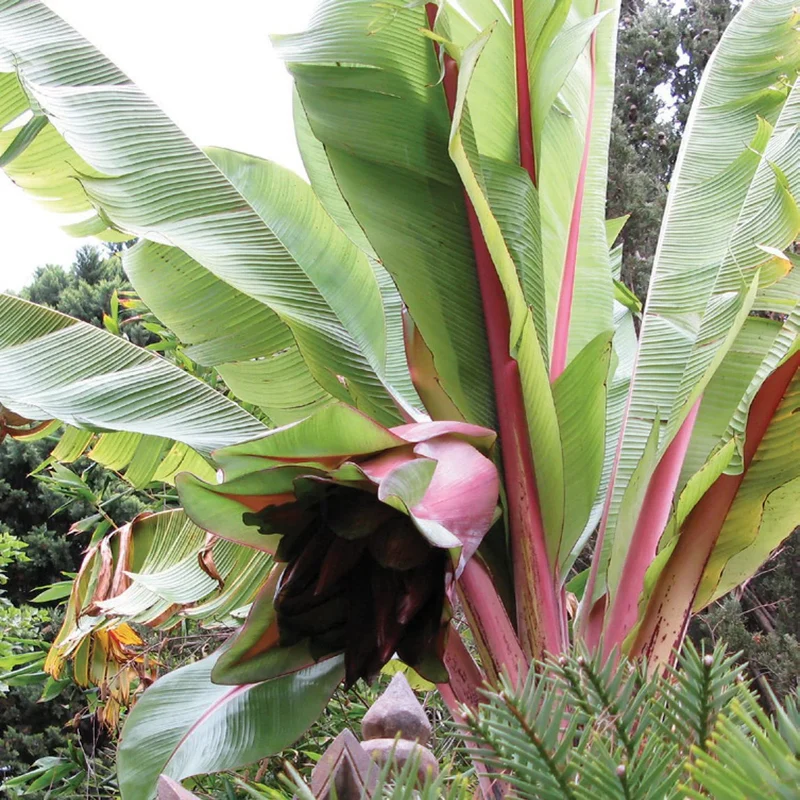 Red Abyssinian Banana Seeds