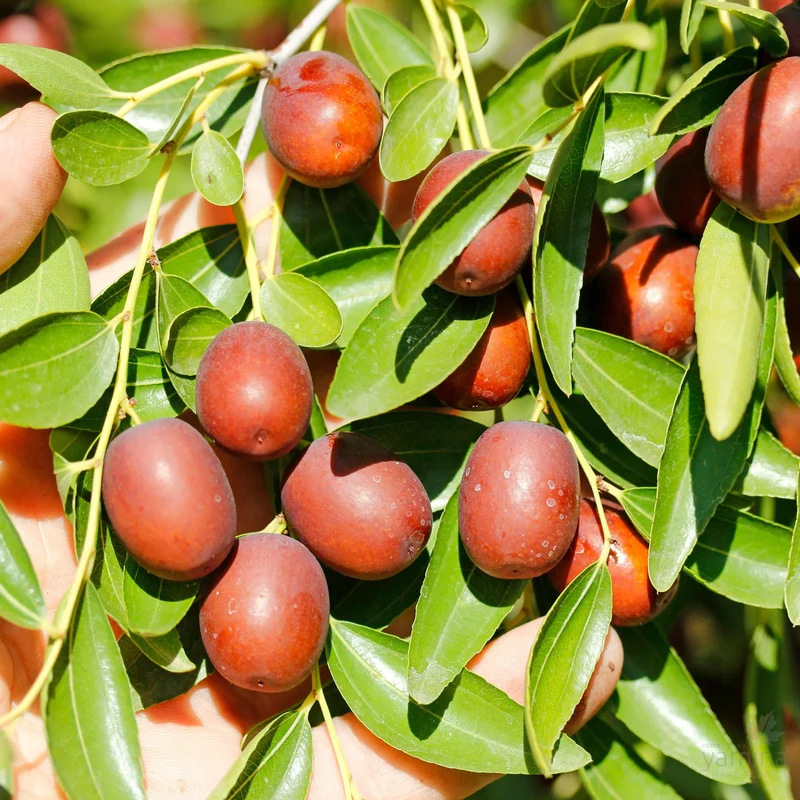 Red Chinese Date Tree Seeds