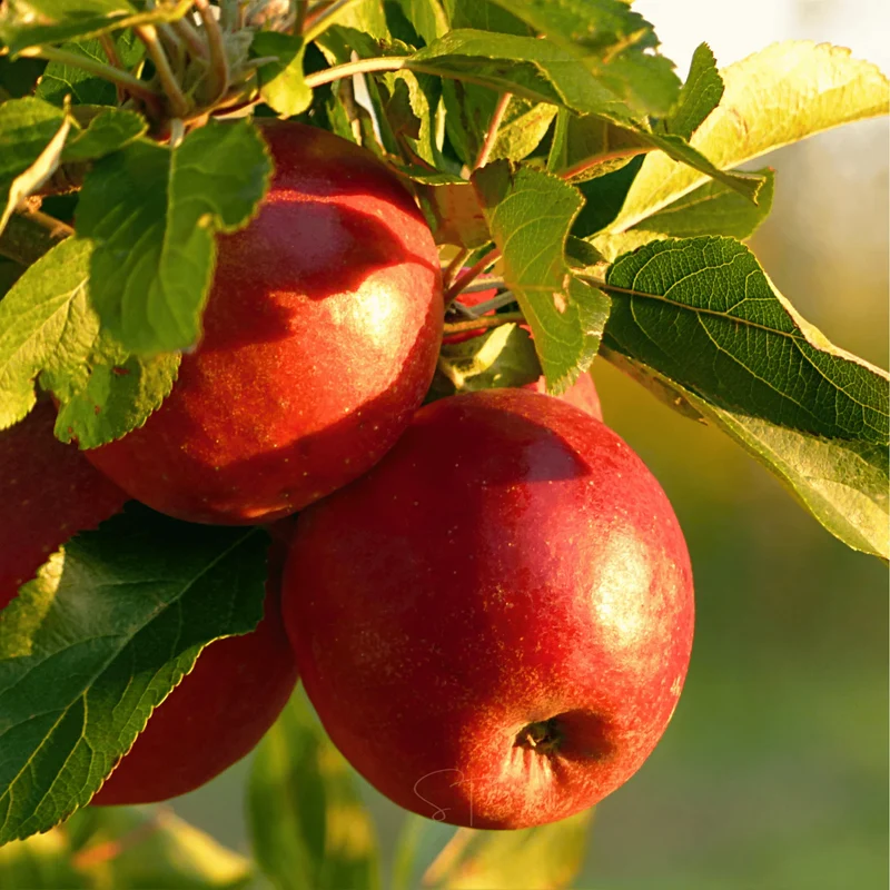 Northern Spy Apple Seeds for Planting – Crisp, Juicy & Flavorful Apple Trees