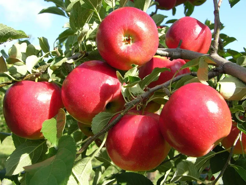 Northern Spy Apple Seeds for Planting – Crisp, Juicy & Flavorful Apple Trees