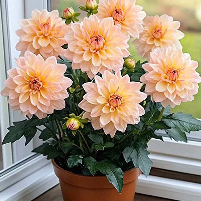 Mixed Peach and Yellow Dahlia Flower Seeds