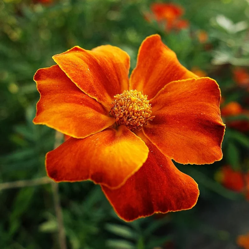 Signet Marigold Seeds – Tagetes tenuifolia – Edible, Delicate Blooms for Gardens