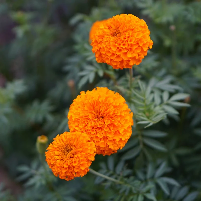African Marigold Seeds – Tagetes Erecta with Large Vibrant Blooms for Garden Planting