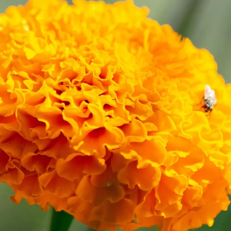 African Marigold Seeds – Tagetes Erecta with Large Vibrant Blooms for Garden Planting
