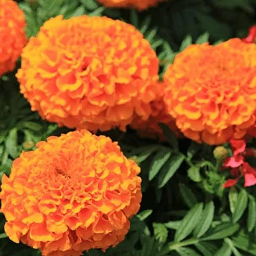 African Marigold Seeds – Tagetes Erecta with Large Vibrant Blooms for Garden Planting