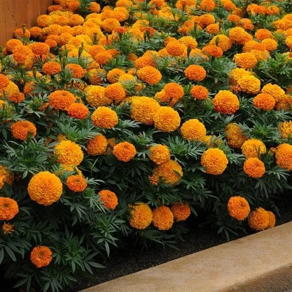 African Marigold Seeds – Tagetes Erecta with Large Vibrant Blooms for Garden Planting