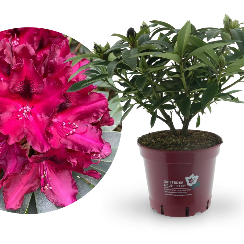 Rhododendron Eyecatcher® 'Ember' Violett-Pink