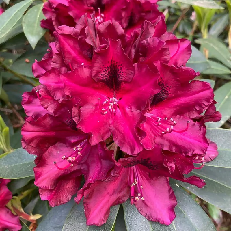 Rhododendron Eyecatcher® 'Ember' Violett-Pink