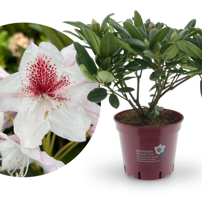 Rhododendron Eyecatcher® 'Daylight' Creme-Rosa