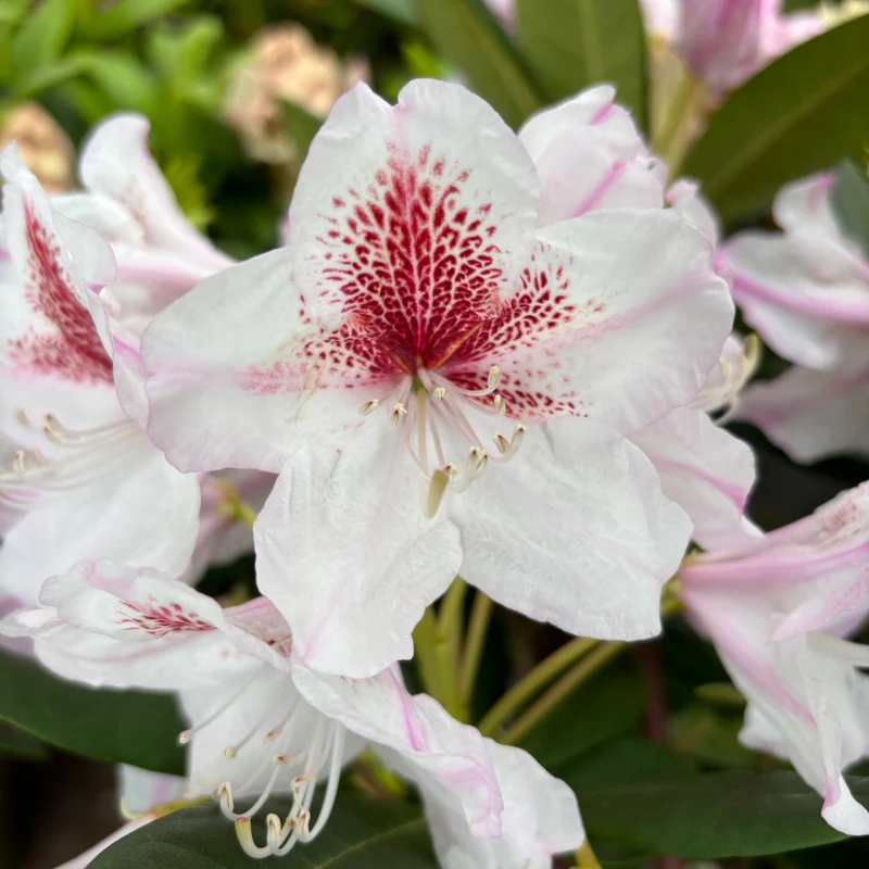 Rhododendron Eyecatcher® 'Daylight' Creme-Rosa