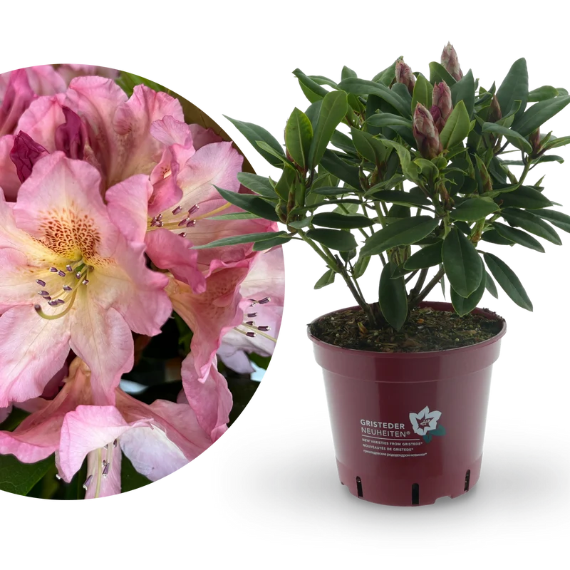 Rhododendron Eyecatcher® 'Blush' Zartrosa