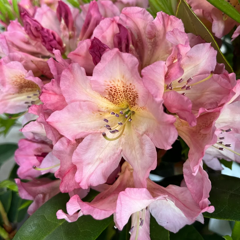 Rhododendron Eyecatcher® 'Blush' Zartrosa