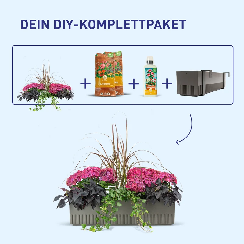 Balkonbox Rosy Velvet
