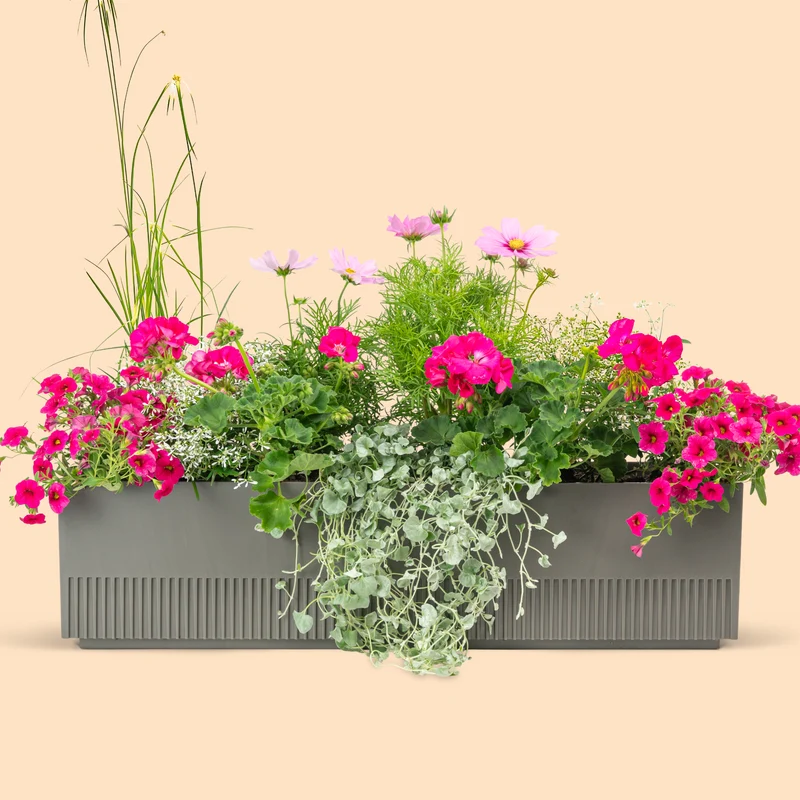 Balkonbox Pink Paradise