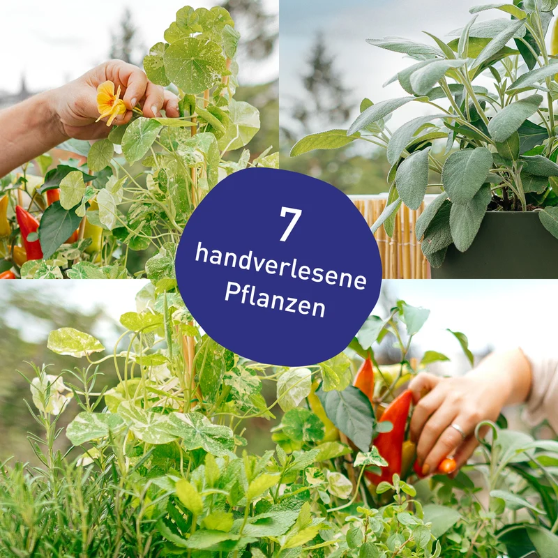 Balkonbox Homegrown