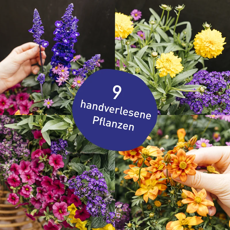 Balkonbox Flower Power