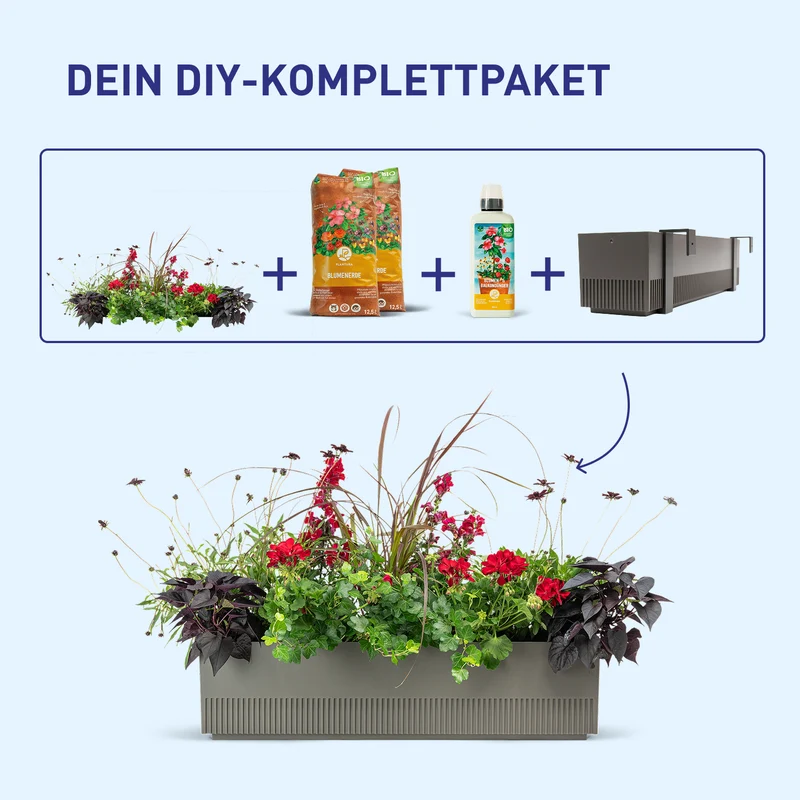 Balkonbox Dark Bloom