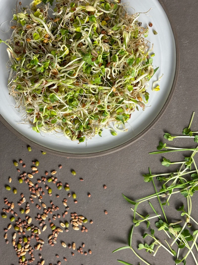 Bio-Sprossen Mix Fitness