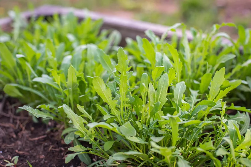 Bio-Salatrauke (Rucola)