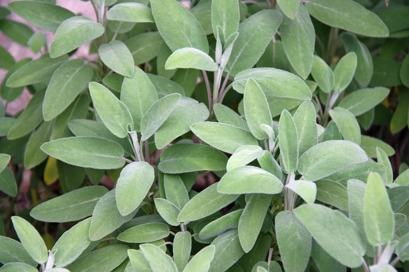 Bio-Salbei