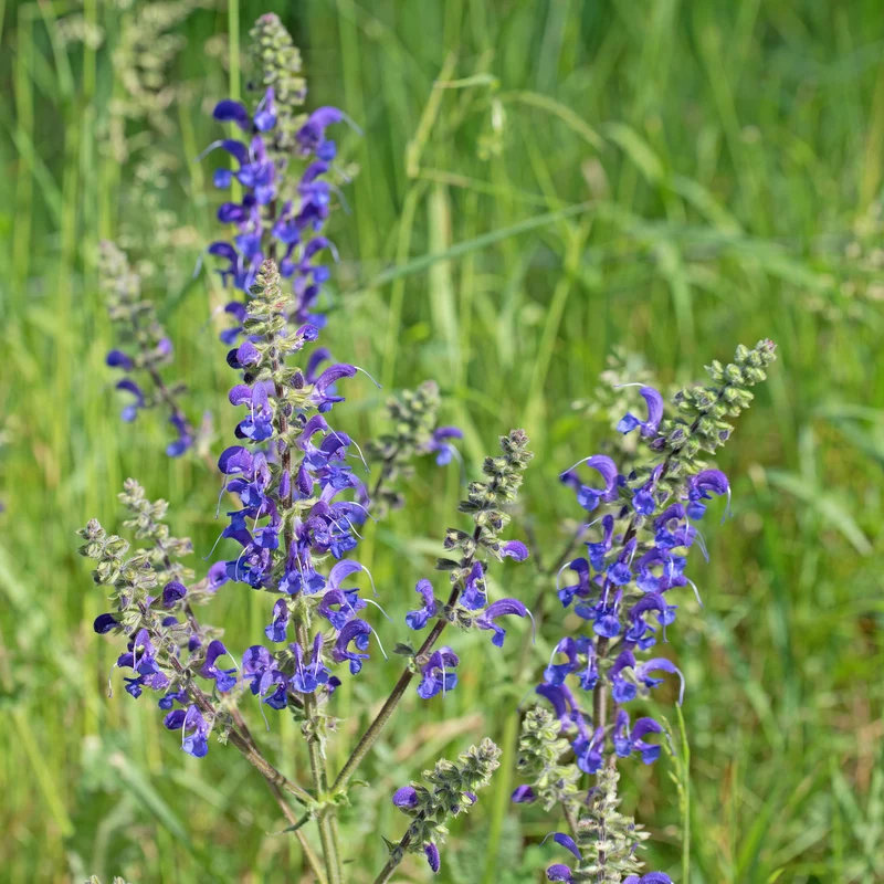 Bio-Wiesensalbei Wildblume