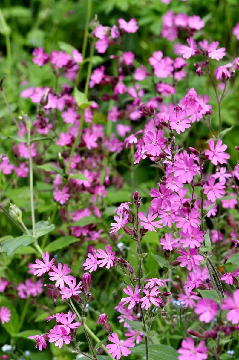 Bio-Rote Lichtnelke Wildblume