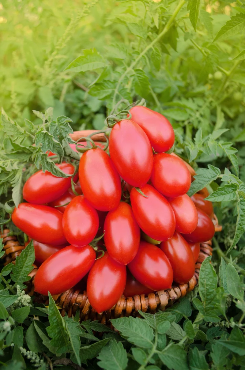 Bio-Tomate 'Naama'