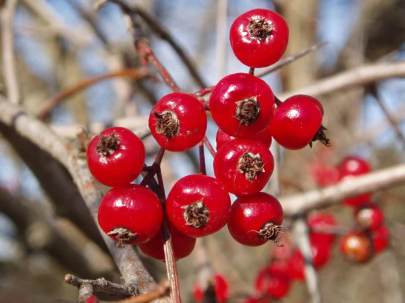 Washington Hawthorn Seeds