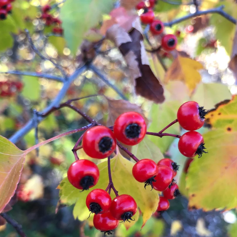 Washington Hawthorn Seeds