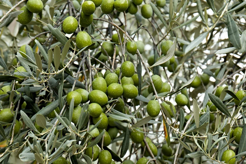 Canino Olive Tree Seeds