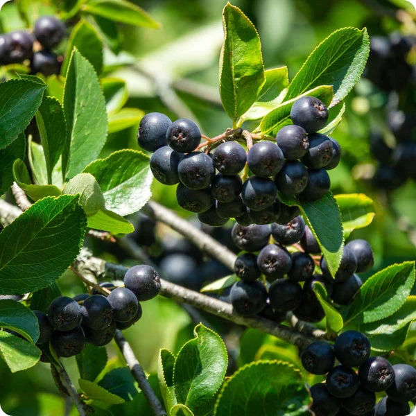 Black Chokeberry Fruit Seeds