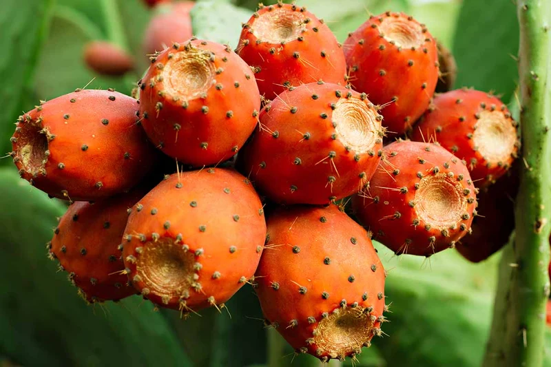 Orange Prickly Pear Cactus Seeds