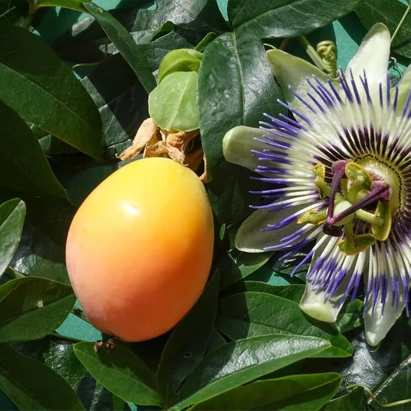Blue Crown Passion Fruit Seeds