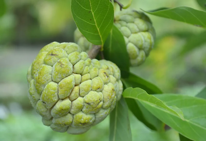 Sugar Apple Fruit Seeds