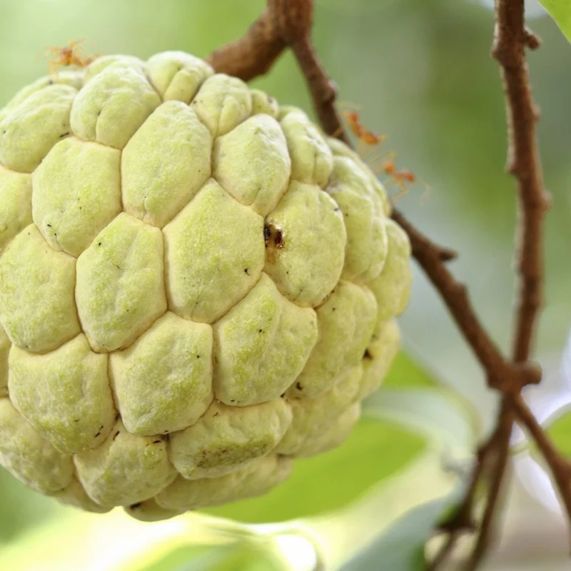 Sugar Apple Fruit Seeds