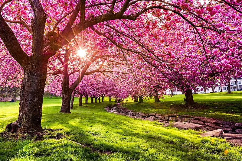 Japanese Flowering Cherry Seeds