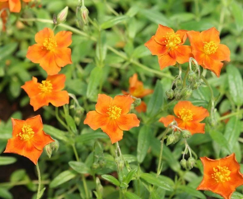 Sonnenaufgang (Helianthemum 'Bronzeteppich')