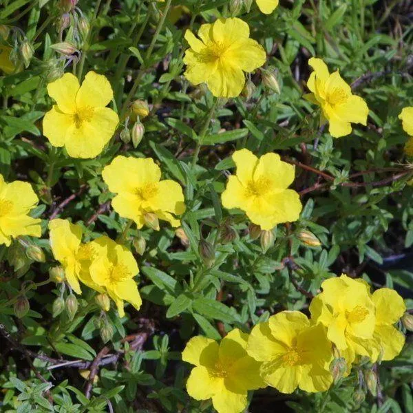 Sonnenaufgang (Helianthemum 'Golden Queen').