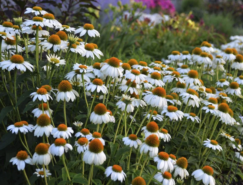 Sonnenhut (Echinacea PowWow™ White)