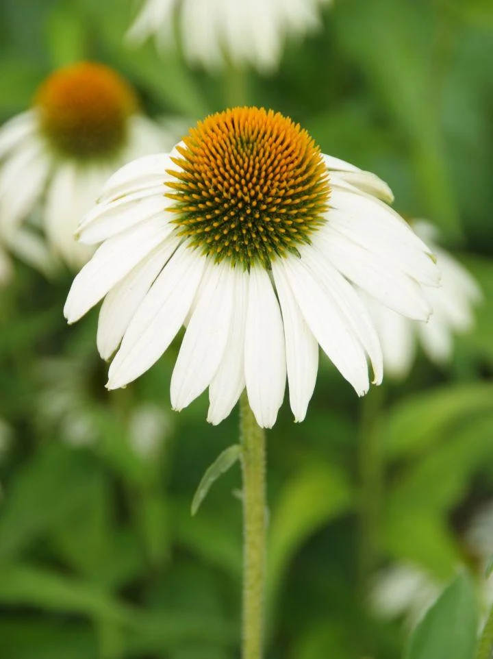 Sonnenhut (Echinacea PowWow™ White)