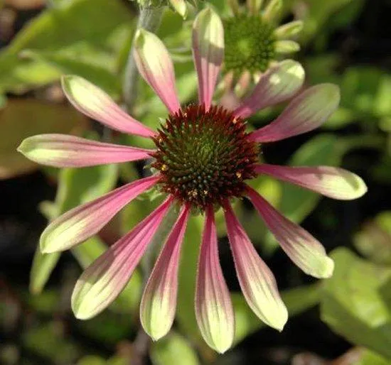 Sonnenhut (Echinacea Green Envy)