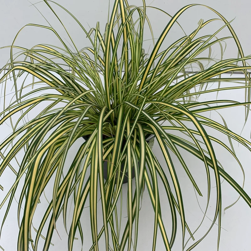 Segge (Carex oshimensis 'Evergold')